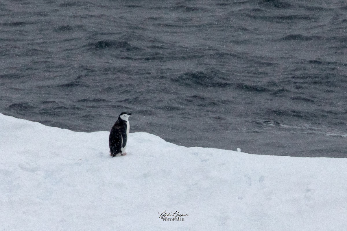 Антарктический пингвин - ML618639451