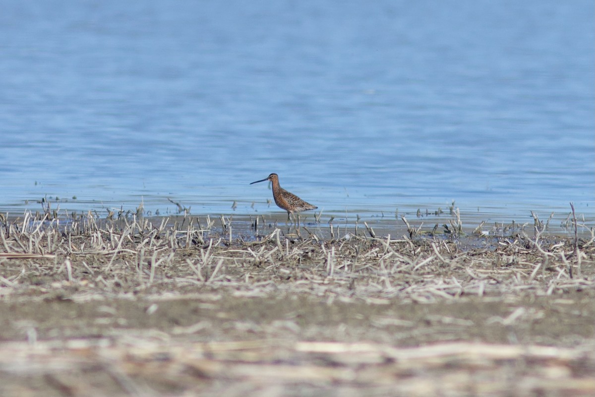 Long-billed Dowitcher - ML618639486
