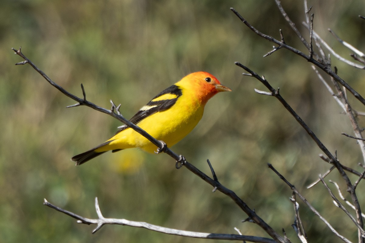 Western Tanager - ML618639488
