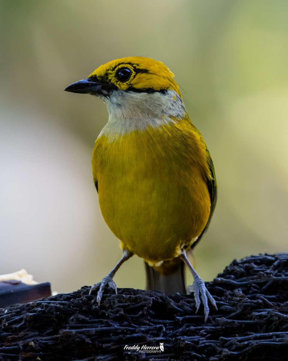 Silver-throated Tanager - Freddy Herrera