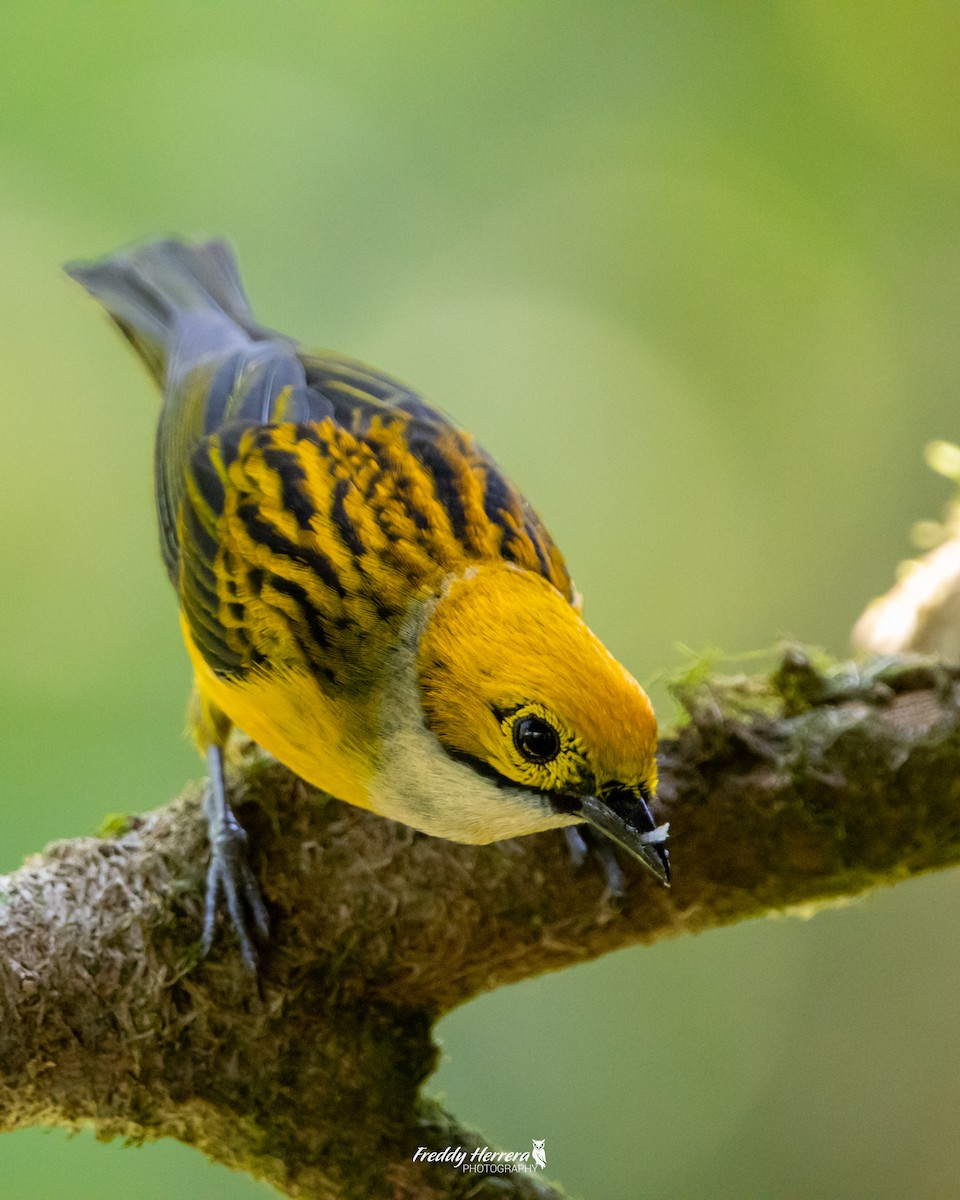 Silver-throated Tanager - ML618639491