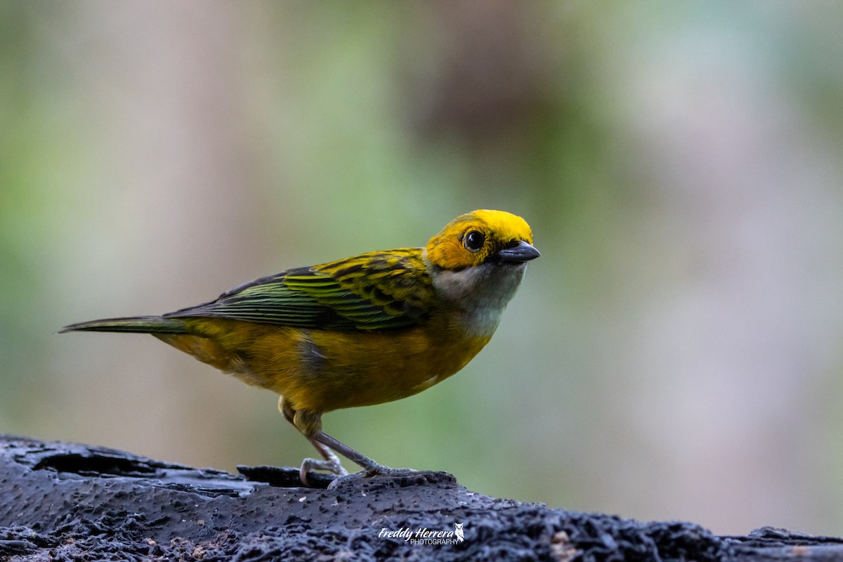 Silver-throated Tanager - ML618639492