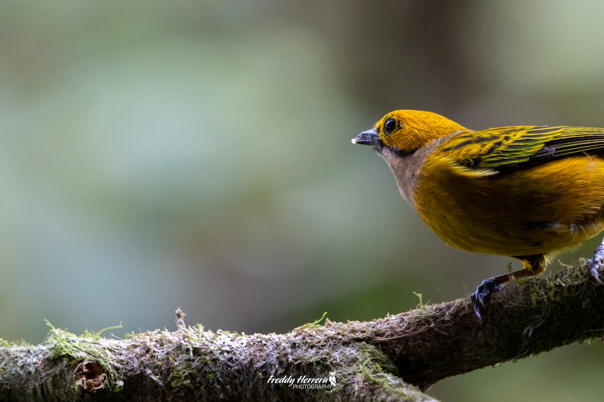 Silver-throated Tanager - ML618639493