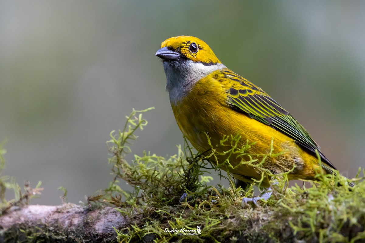 Silver-throated Tanager - ML618639494