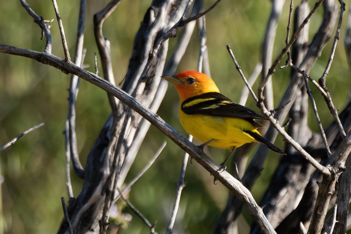Western Tanager - ML618639510