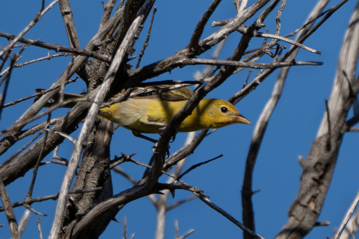 Western Tanager - ML618639513