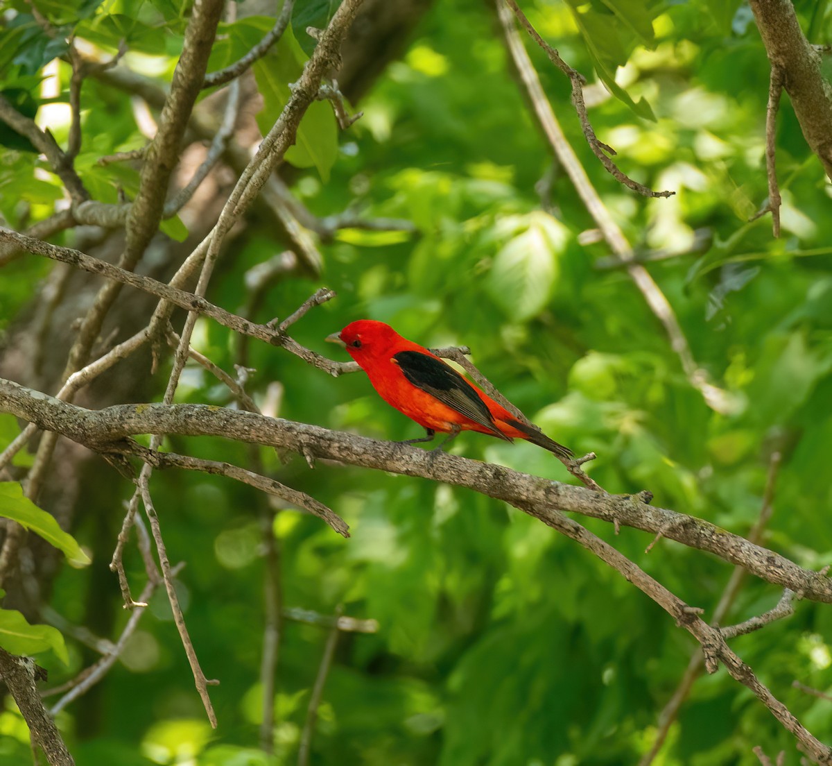 Scarlet Tanager - ML618639516
