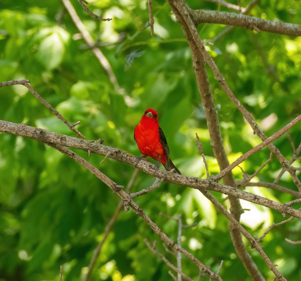 Scarlet Tanager - ML618639518
