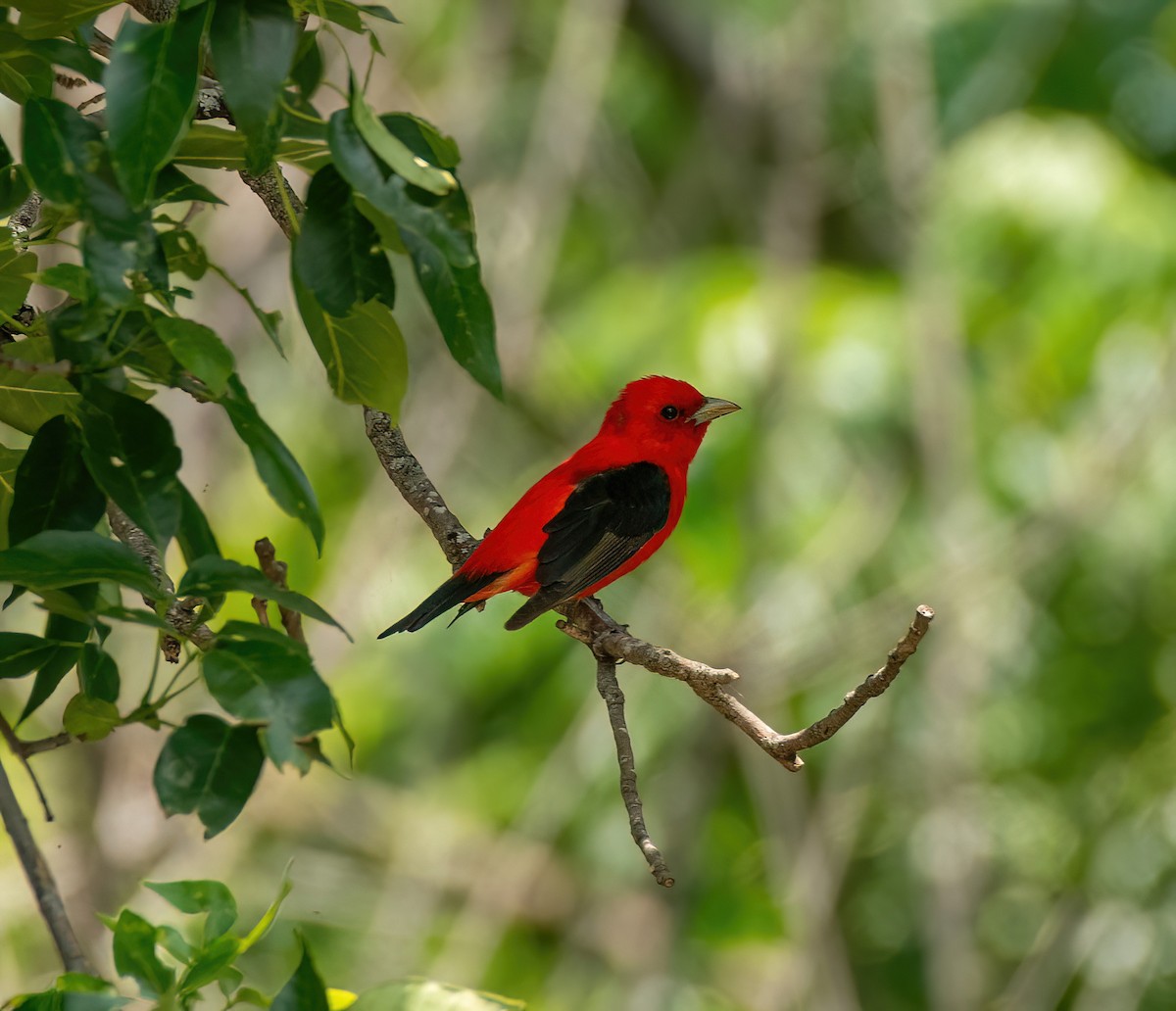 Scarlet Tanager - ML618639519