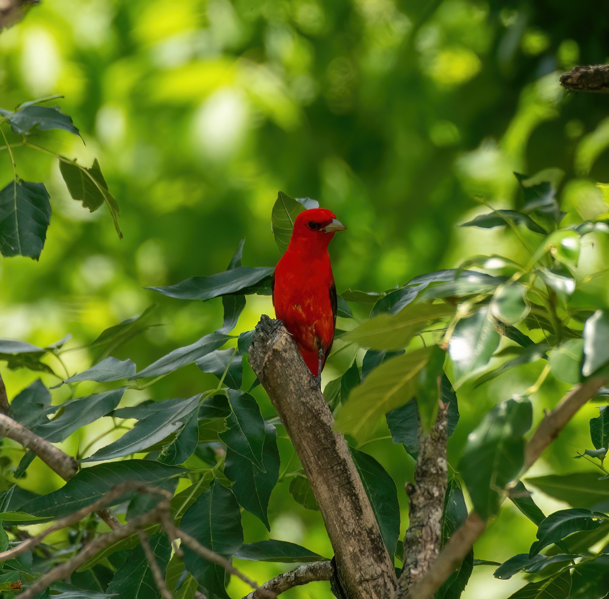 Scarlet Tanager - ML618639520