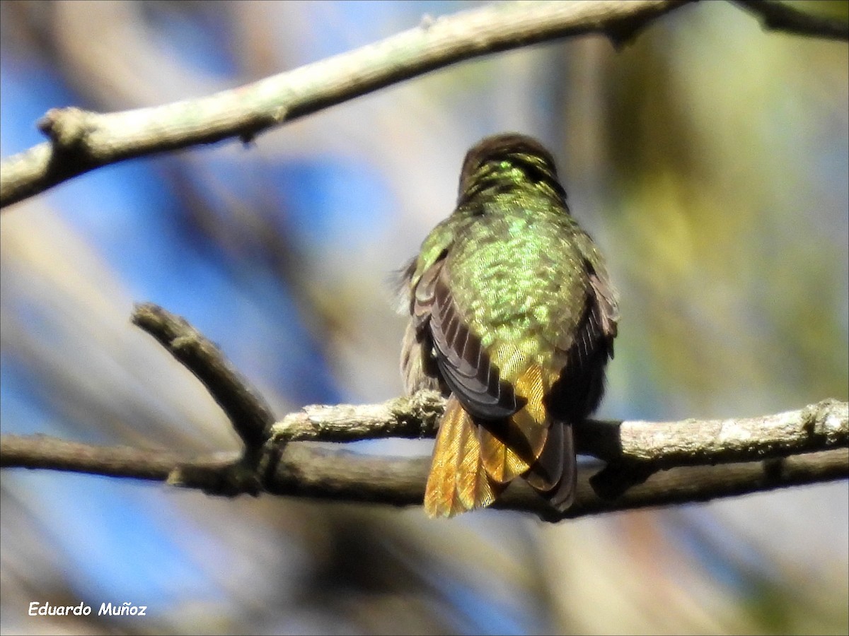 Gilded Hummingbird - ML618639526
