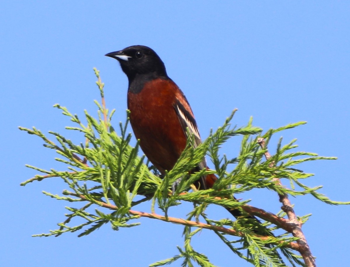 Orchard Oriole - ML618639565