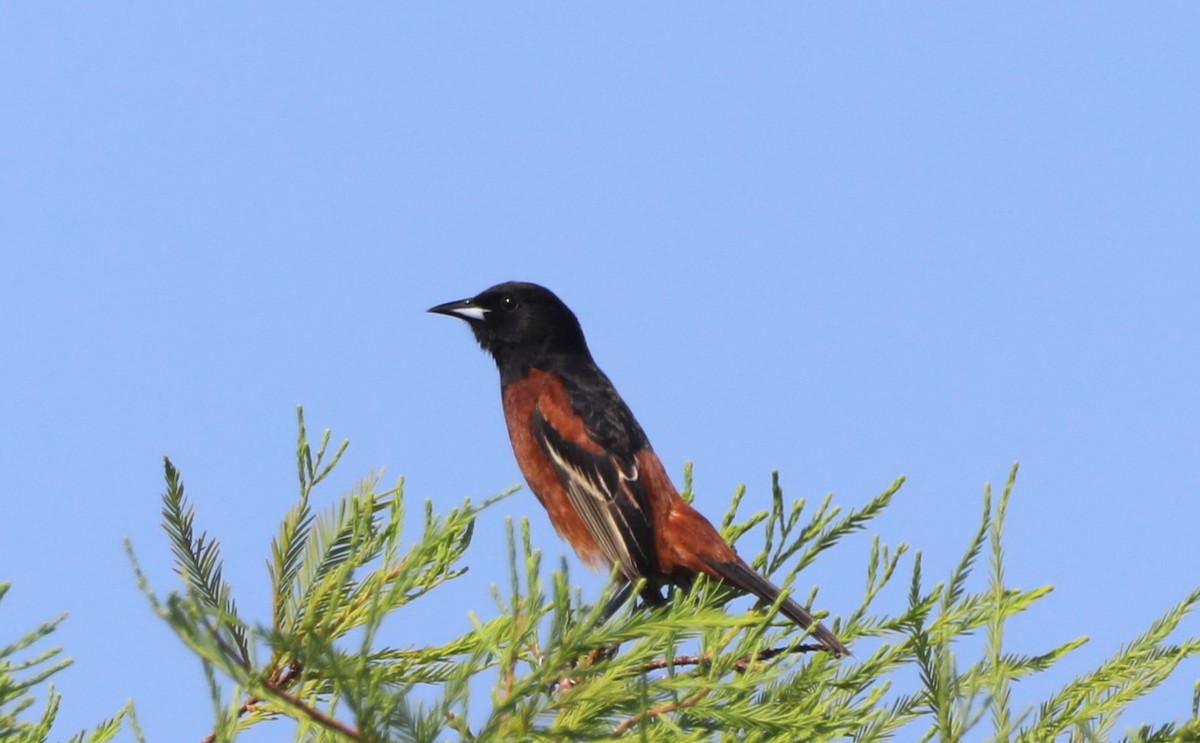 Orchard Oriole - ML618639566
