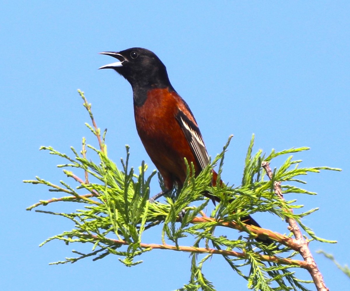 Orchard Oriole - ML618639567