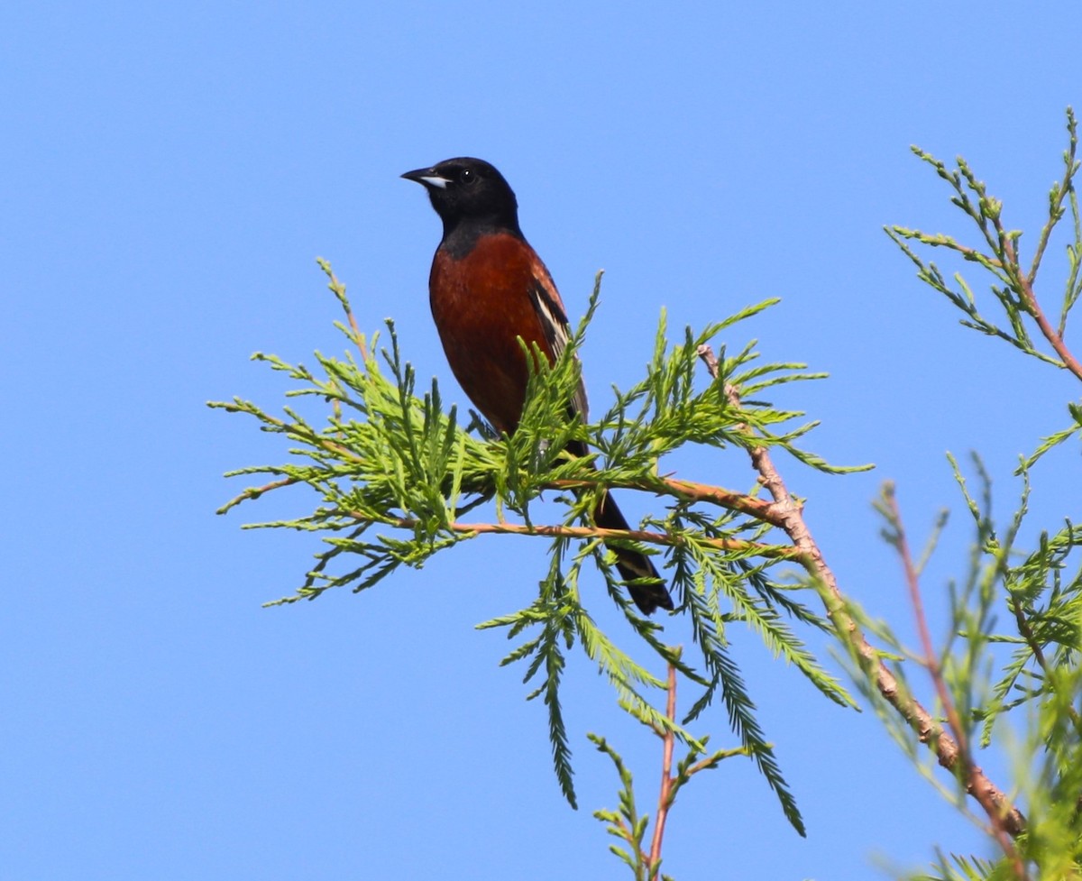 Orchard Oriole - ML618639568