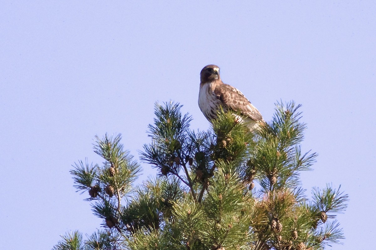 Red-tailed Hawk (abieticola) - ML618639571
