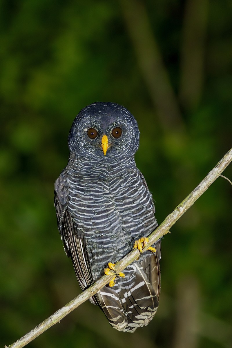 Black-banded Owl - ML618639583