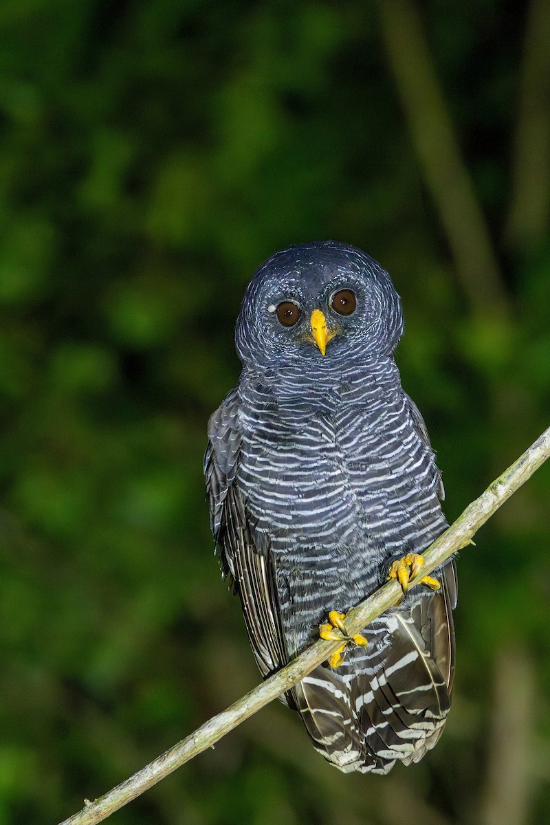 Black-banded Owl - ML618639584