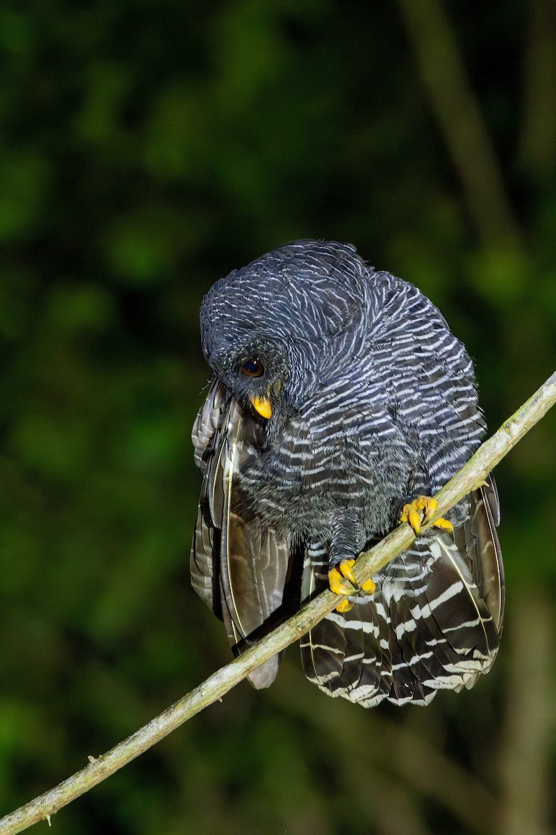 Black-banded Owl - ML618639585