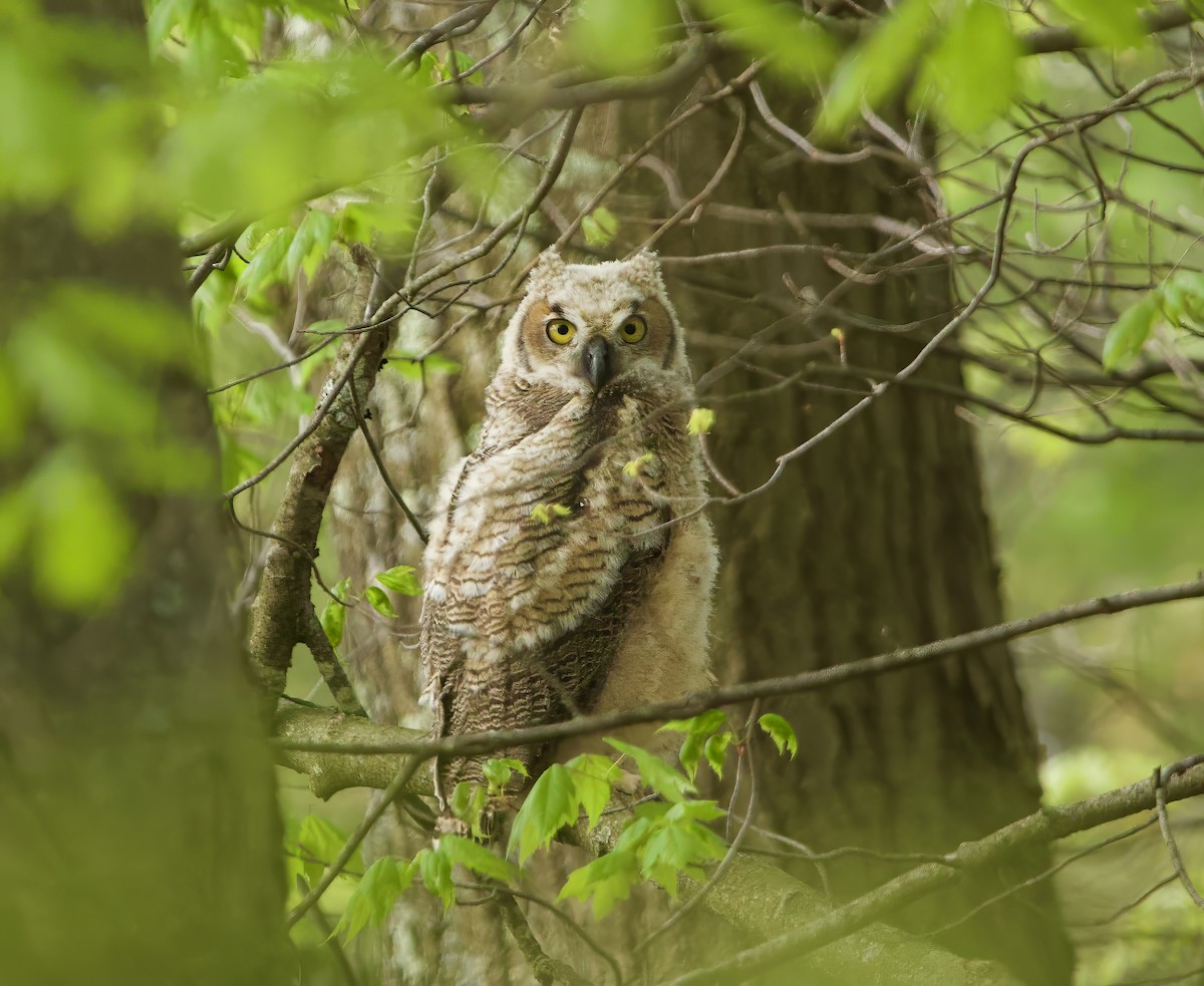 Great Horned Owl - ML618639596