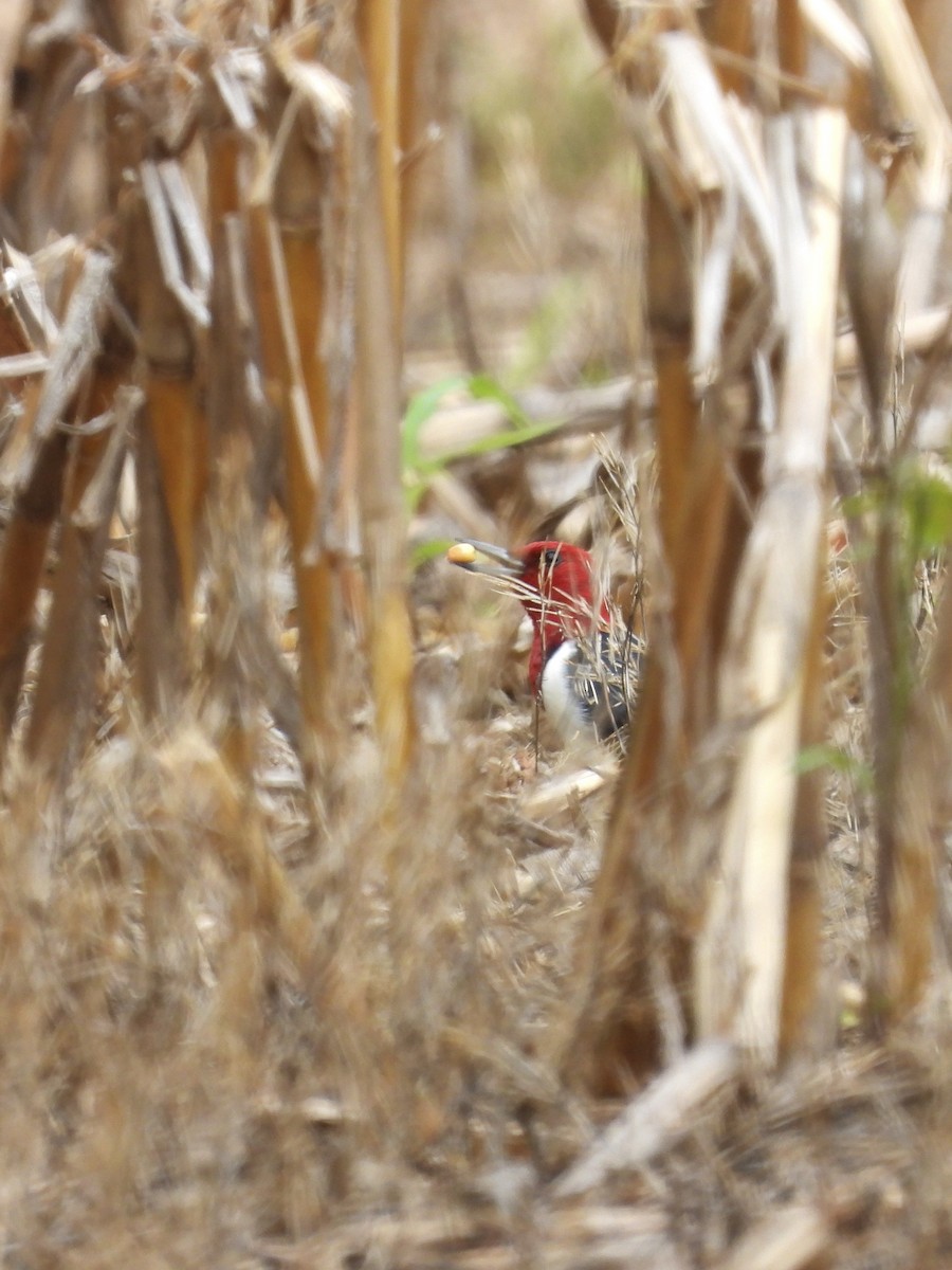 Red-headed Woodpecker - ML618639601