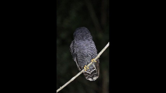 Black-banded Owl - ML618639604
