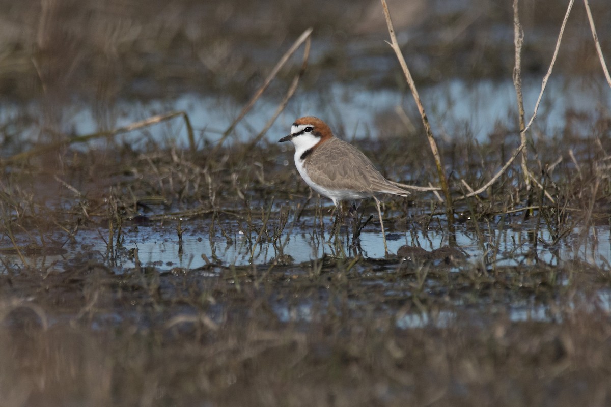 Red-capped Plover - ML61863961