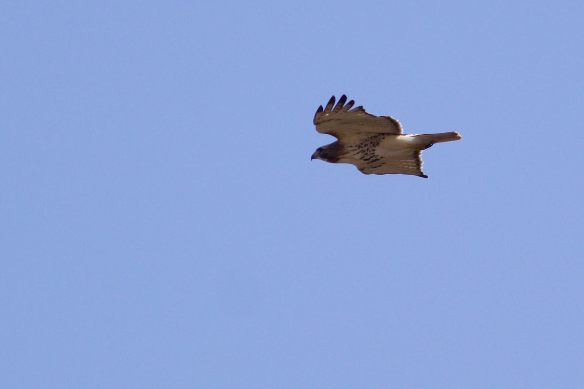 Red-tailed Hawk (abieticola) - ML618639674