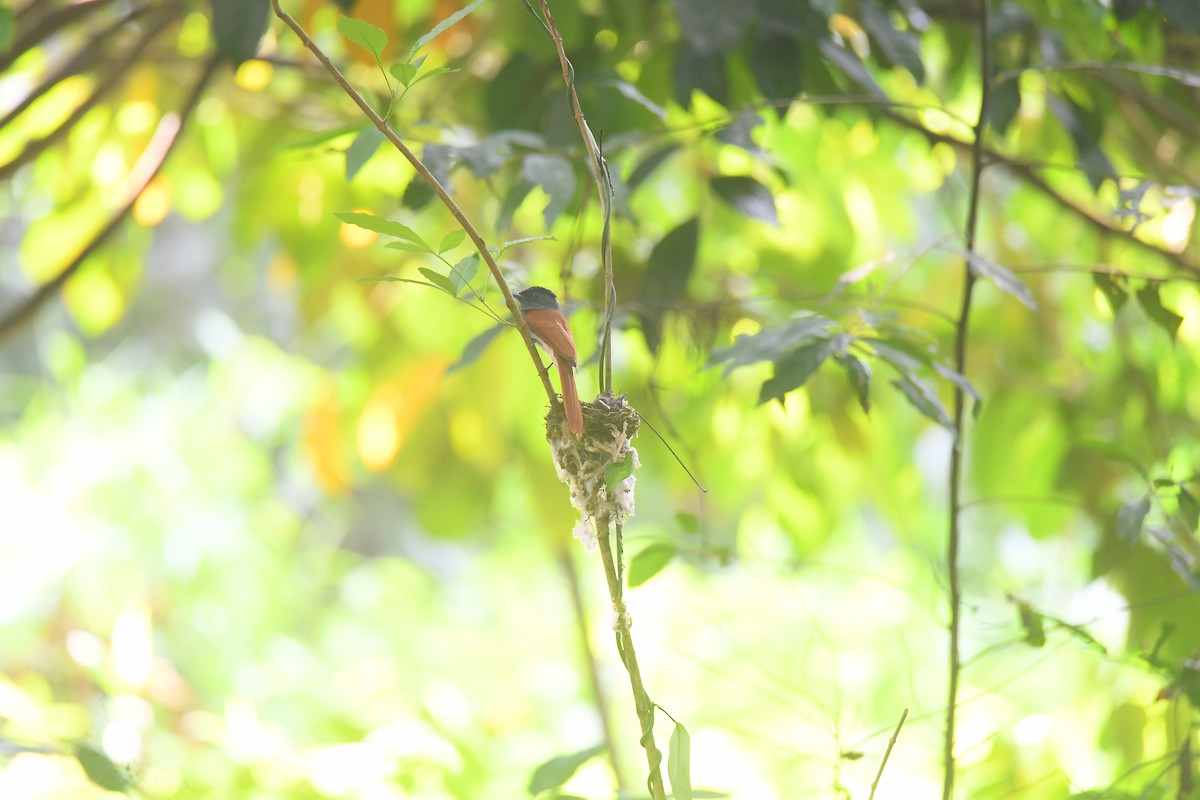 Индокитайская райская мухоловка - ML618639716