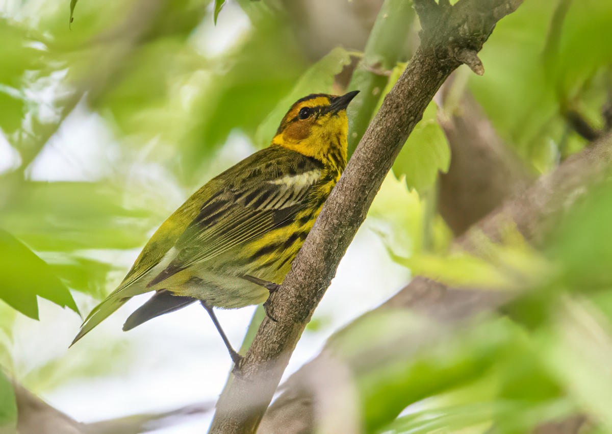 Cape May Warbler - ML618639728