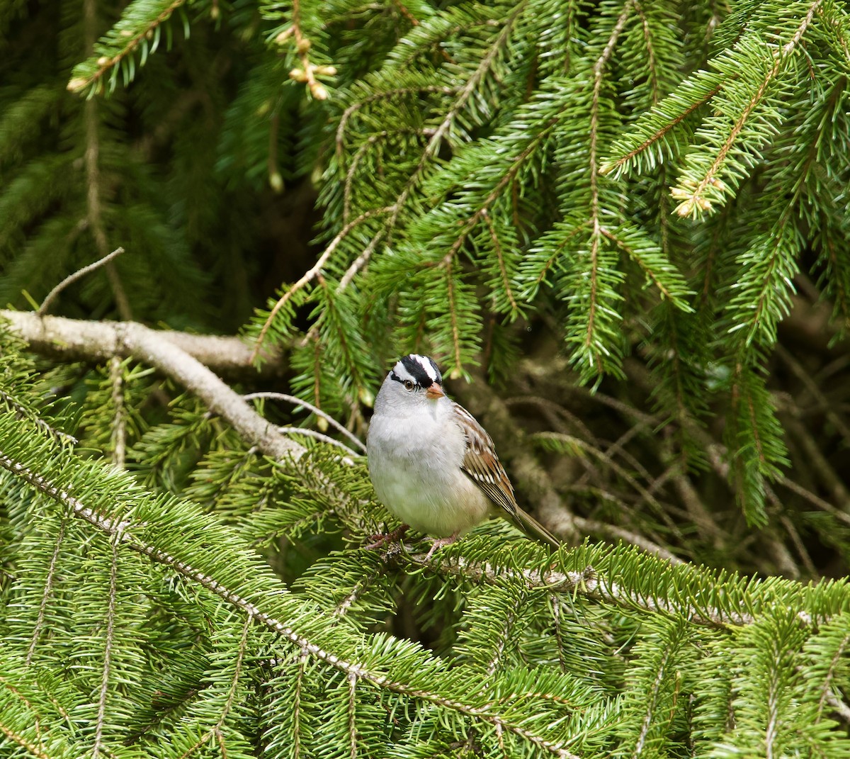 White-crowned Sparrow - ML618639729