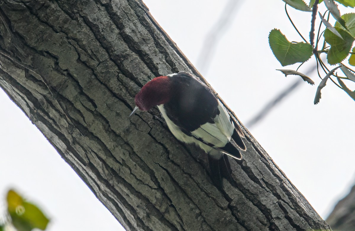 Red-headed Woodpecker - ML618639734