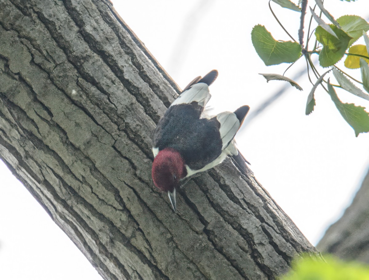 Red-headed Woodpecker - ML618639736