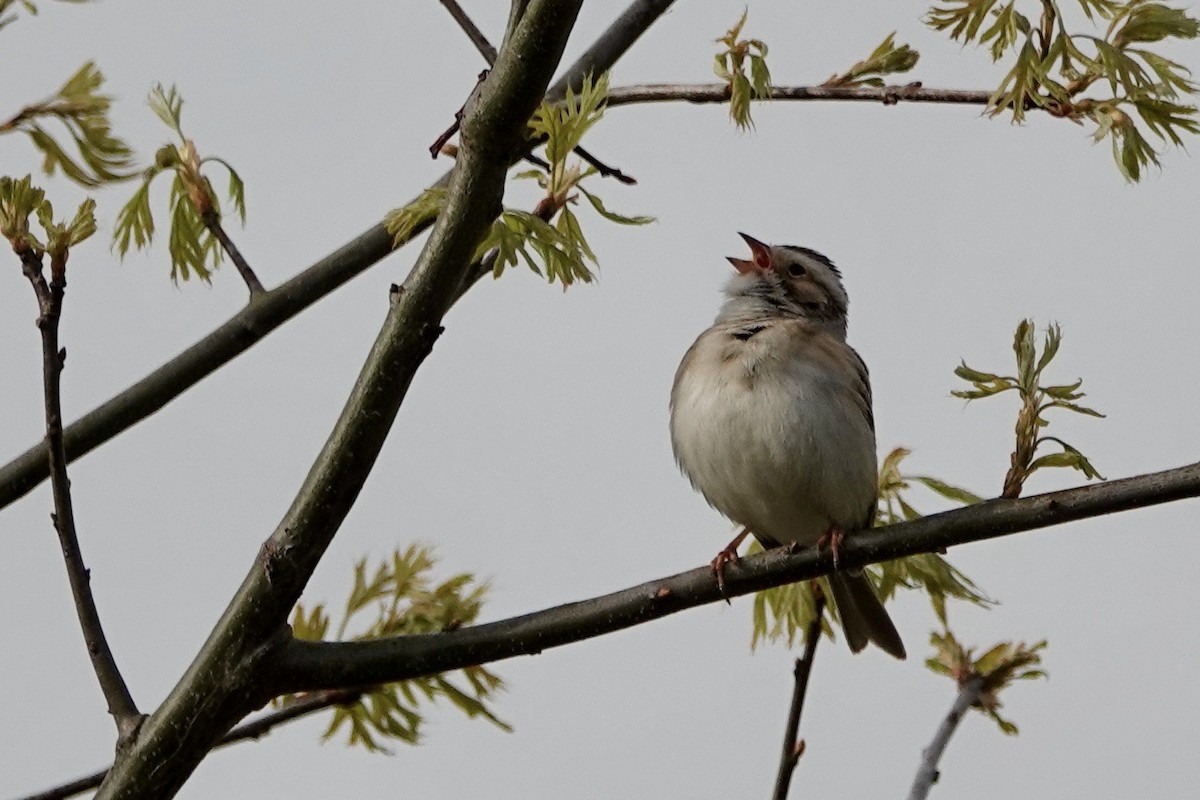 Clay-colored Sparrow - ML618639770