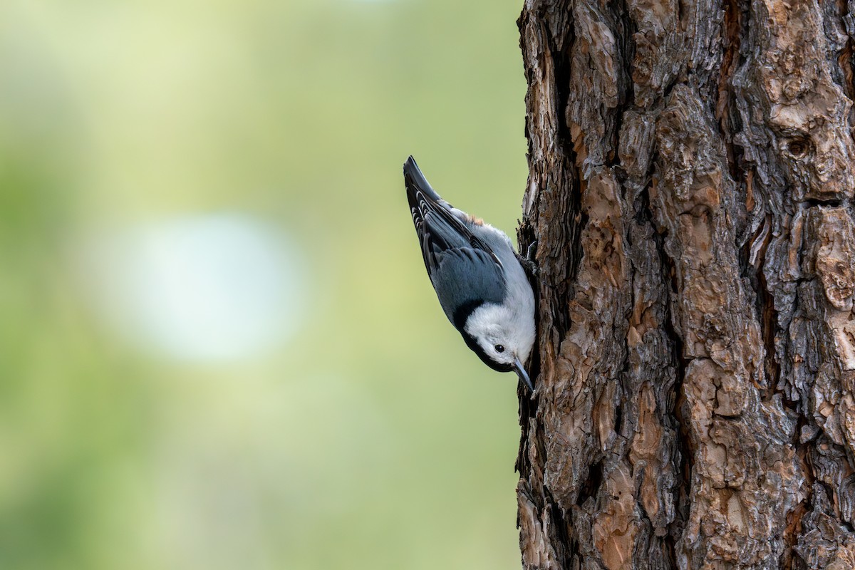 White-breasted Nuthatch - ML618639776