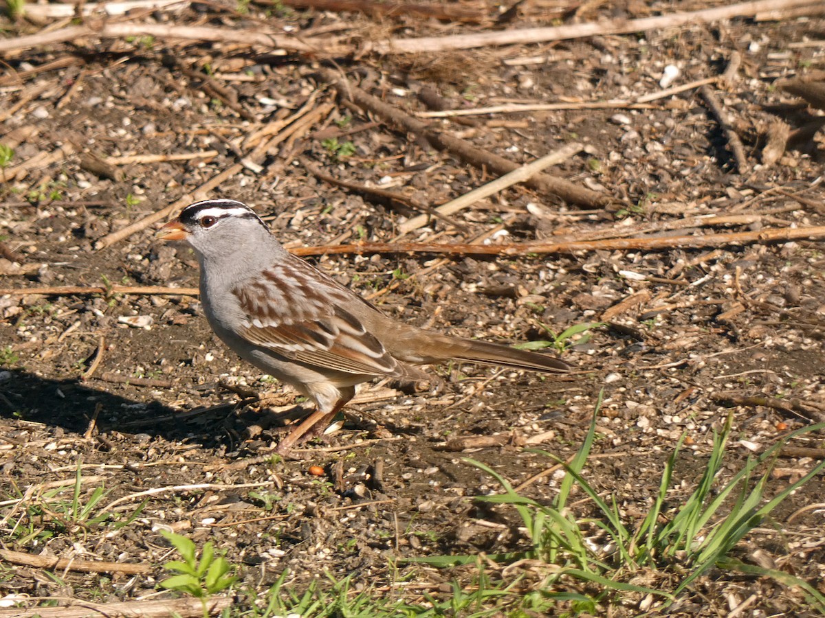 White-crowned Sparrow - ML618639819