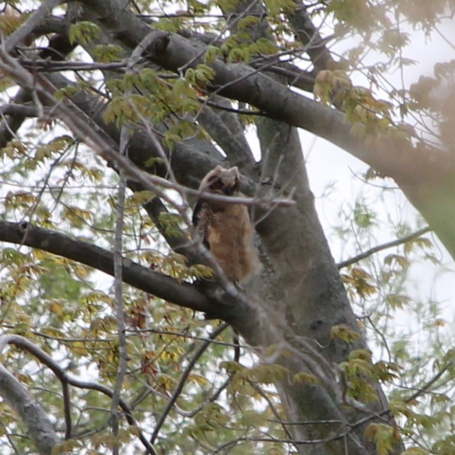 Great Horned Owl - ML618639832