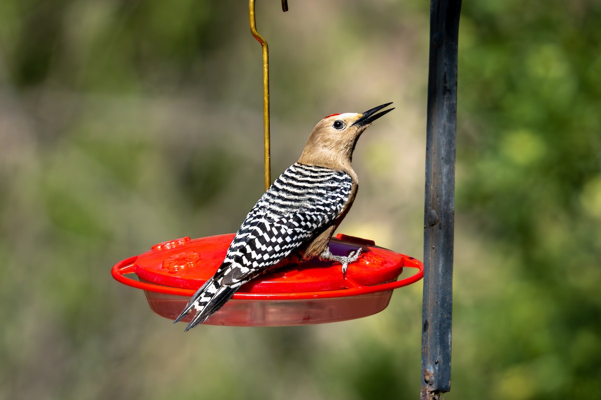 Gila Woodpecker - ML618639847