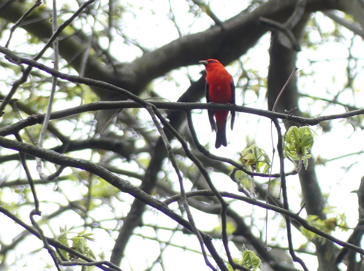 Scarlet Tanager - ML618639849