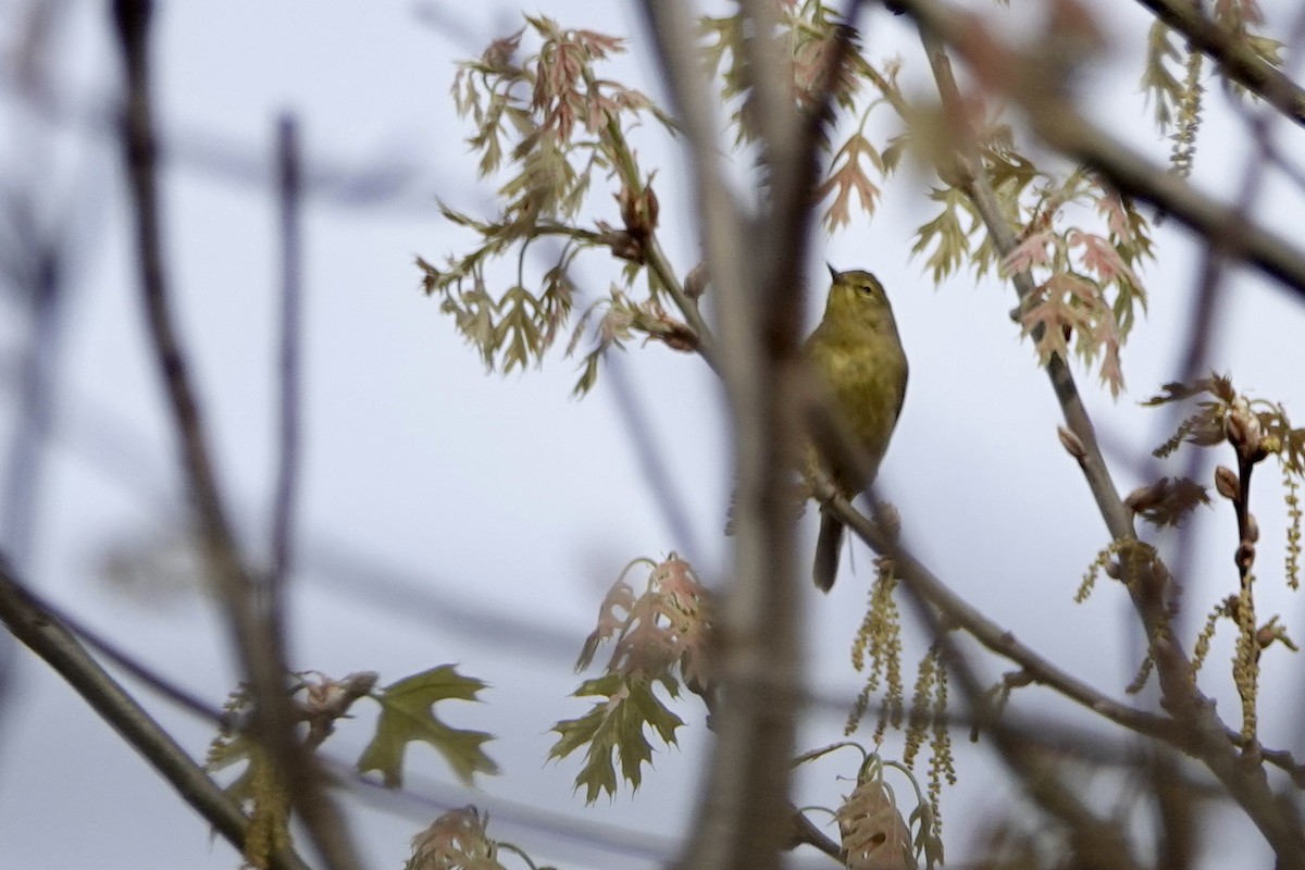 Orange-crowned Warbler - Russ  And Theresa
