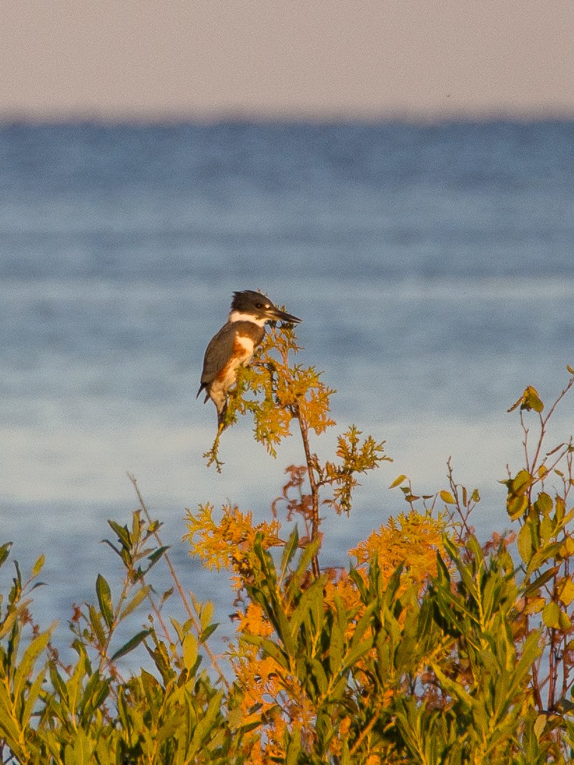 Belted Kingfisher - ML618639917