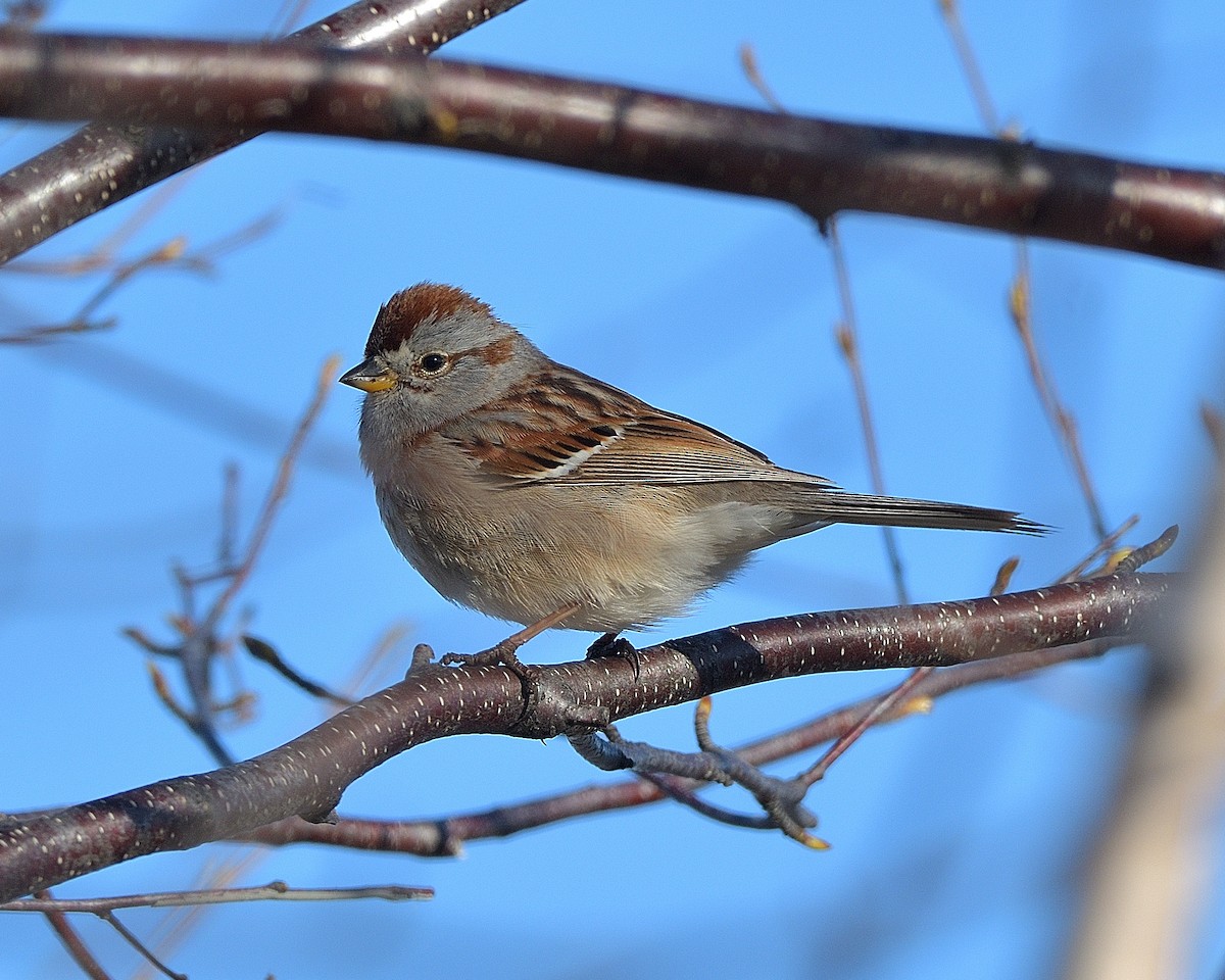 American Tree Sparrow - ML618639969