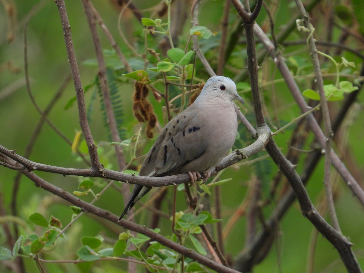 Ecuadorian Ground Dove - ML618639978
