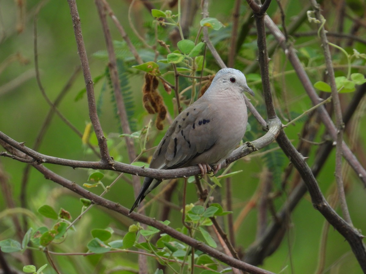 Ecuadorian Ground Dove - ML618639979