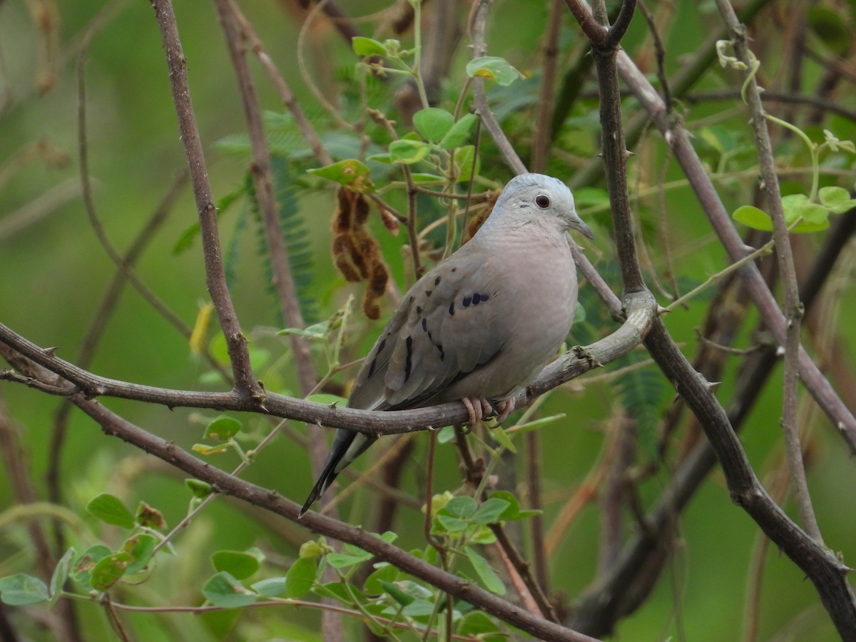 Ecuadorian Ground Dove - ML618639980