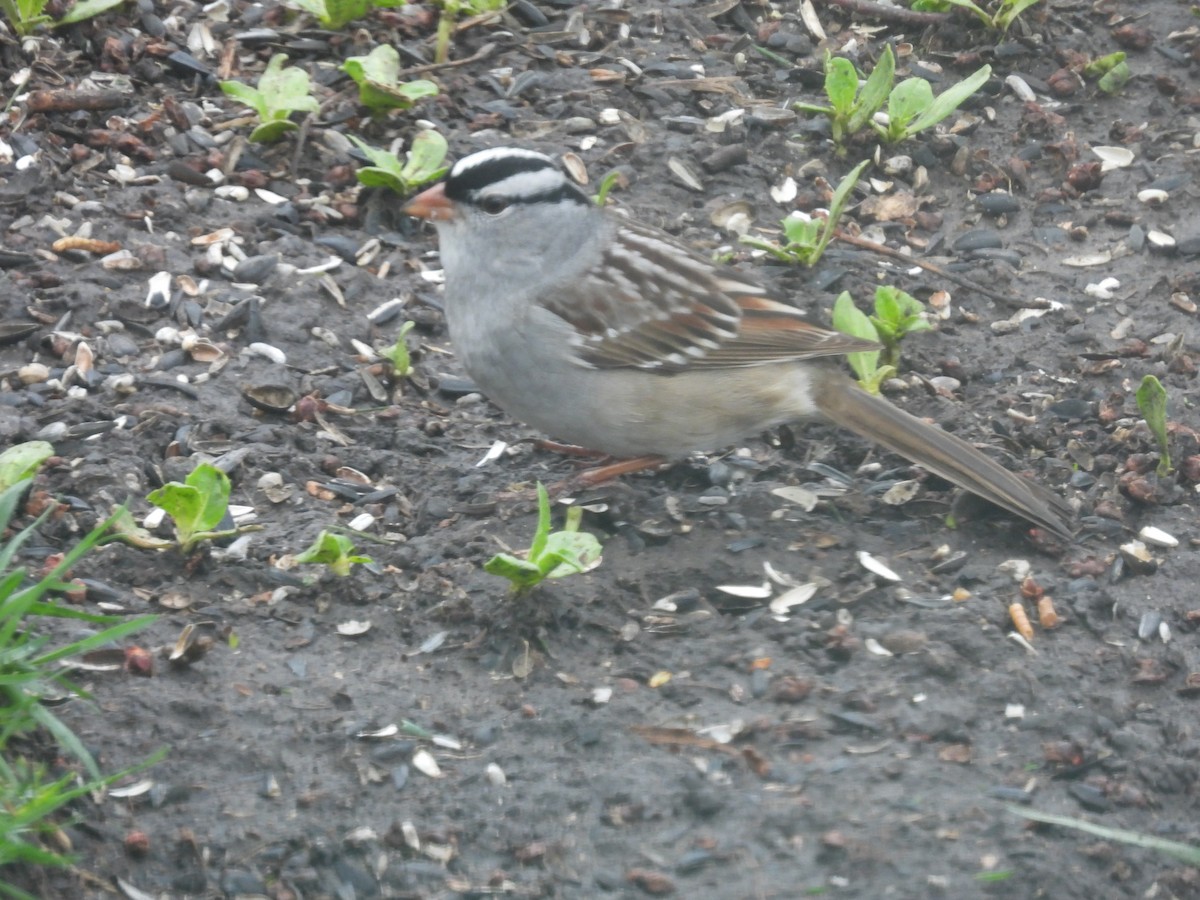 White-crowned Sparrow - ML618639989