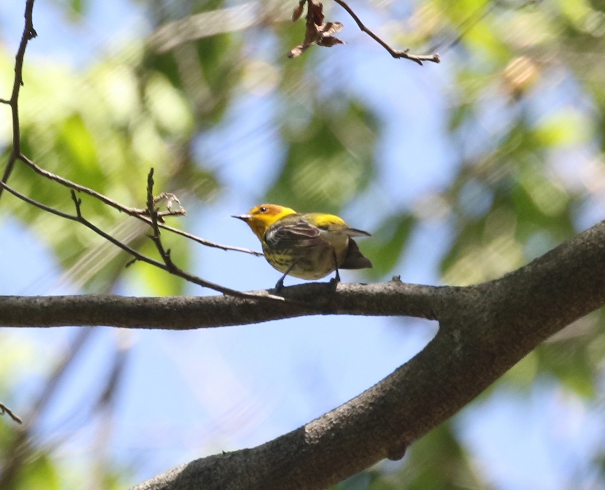 Cape May Warbler - ML618639996