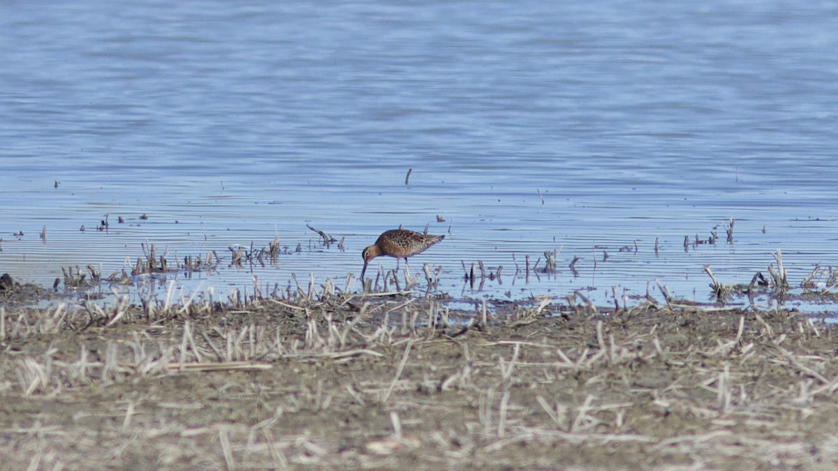 Long-billed Dowitcher - ML618640008