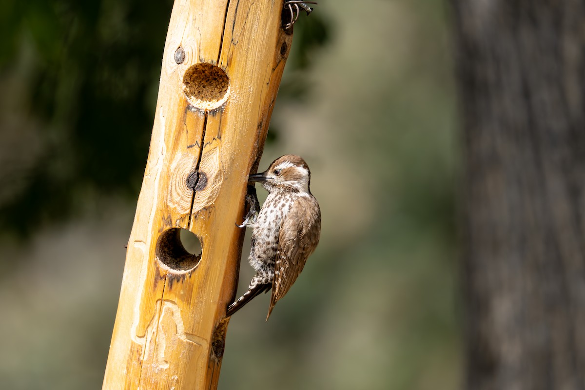 Arizona Woodpecker - ML618640074