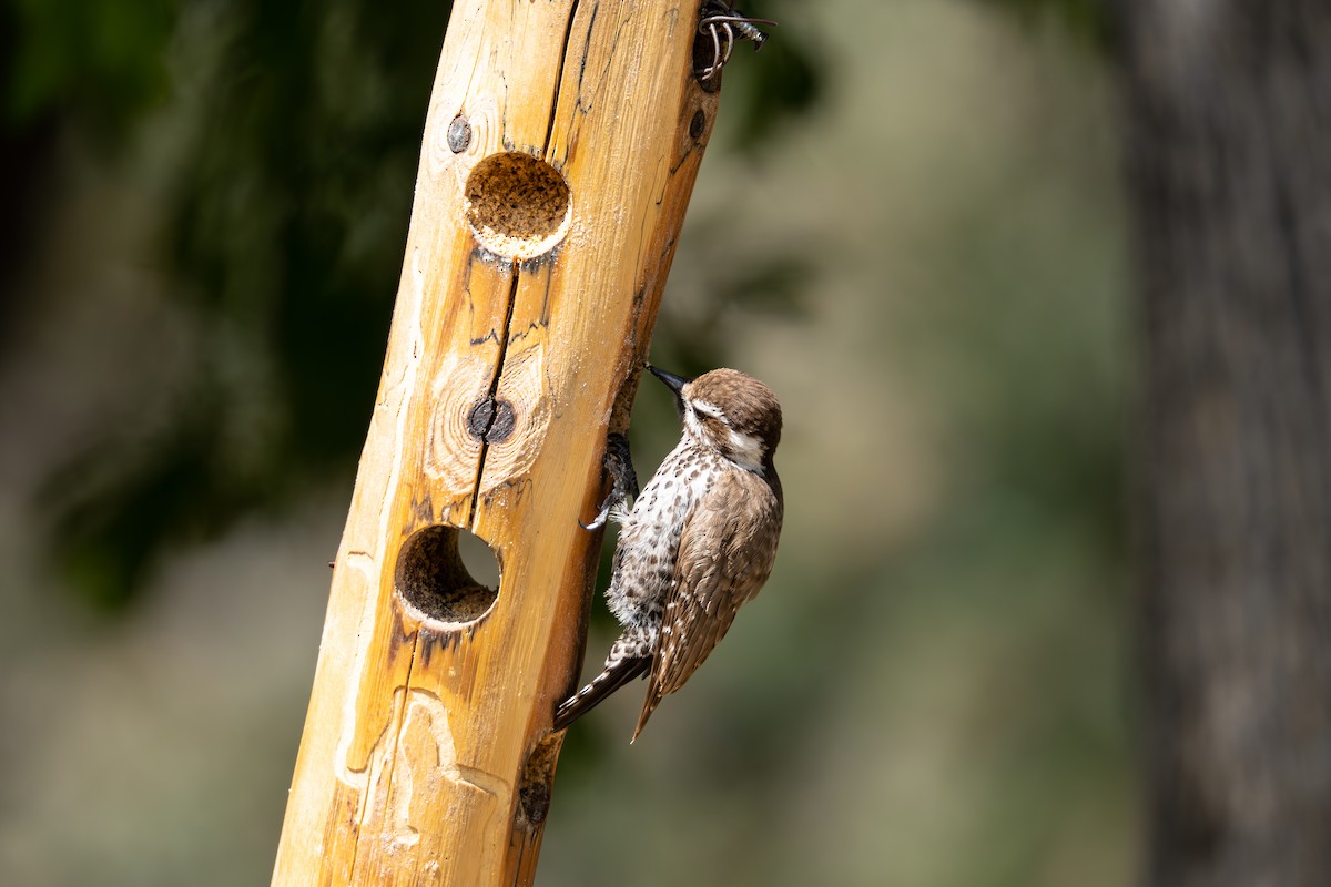 Arizona Woodpecker - ML618640075